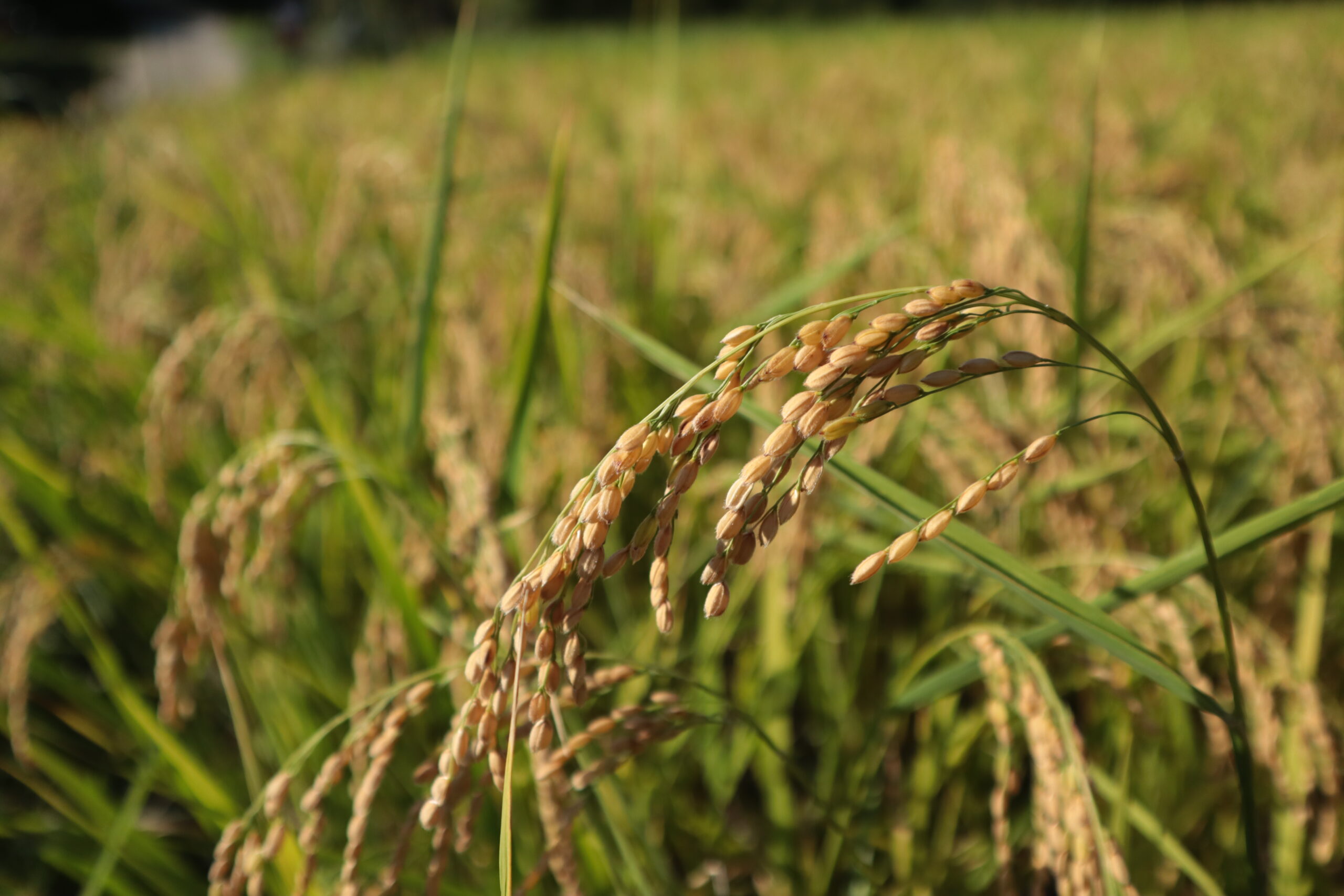 中田の棚田で栽培された米の稲穂